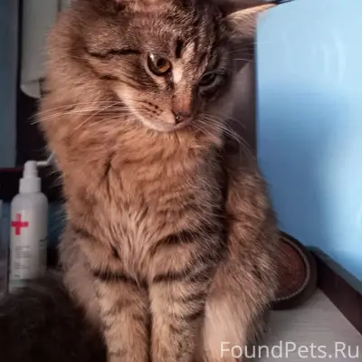 Пропал кот, [null], пос. Им. Крупской
