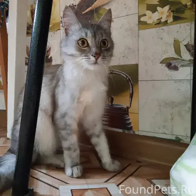 Найден котёнок-мальчик, пересечение улиц Ленина и Цюрупы