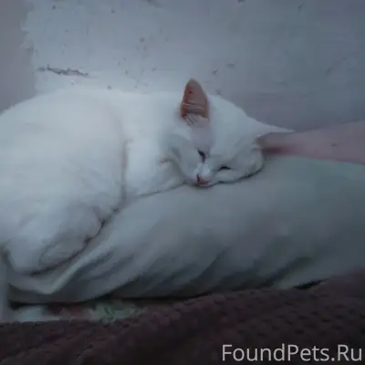 Пропала белая кошка, Сахалин