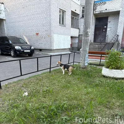 Пропала собака, район драмтеатра
