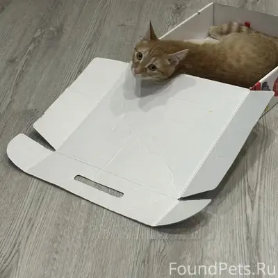 Пропал кот