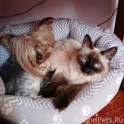 Пропала кошка Ася, Рабочая улица