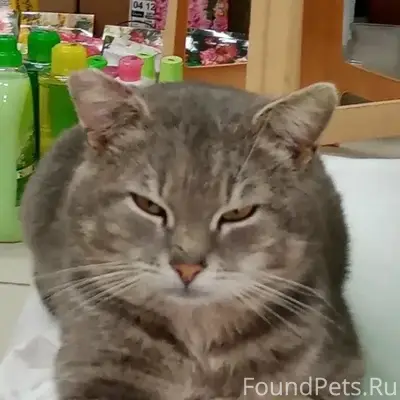 Пропал кот, магазин Диана