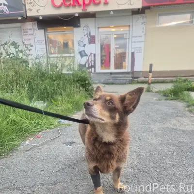 Найден мальчик с клеймом на ухе, Таватуй