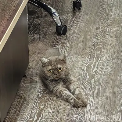Найдена кошка, пр-д Строителей