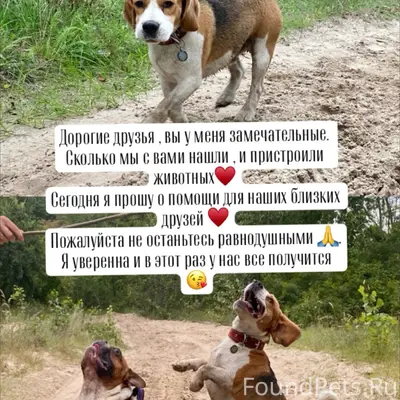 Пропал Бигль по кличке Барни