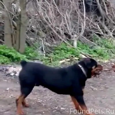 Пропала собака Рей