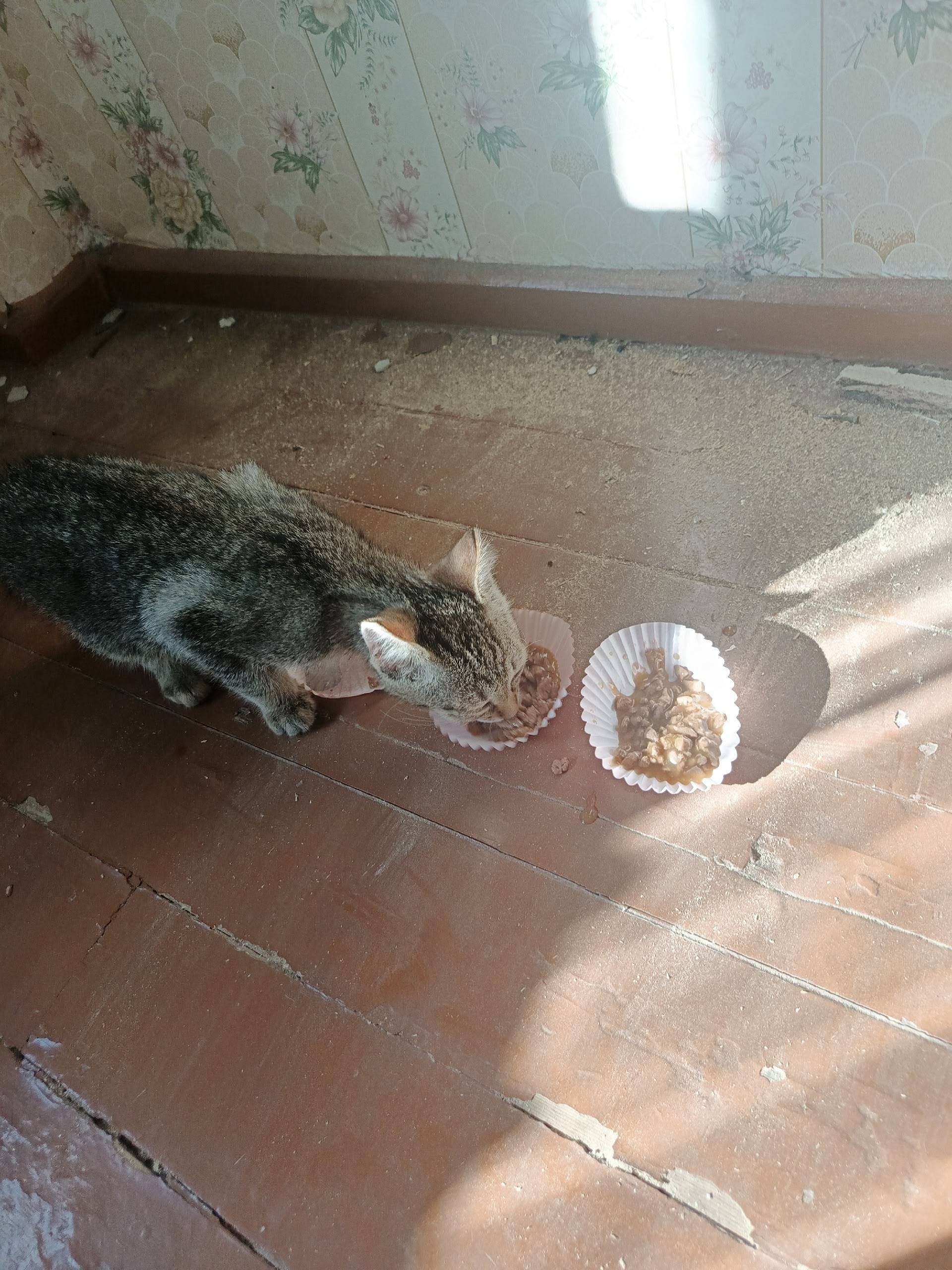 Найден котёнок, Воргоршор