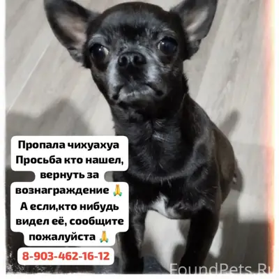 Пропала чихуахуа, ст. Красноярская