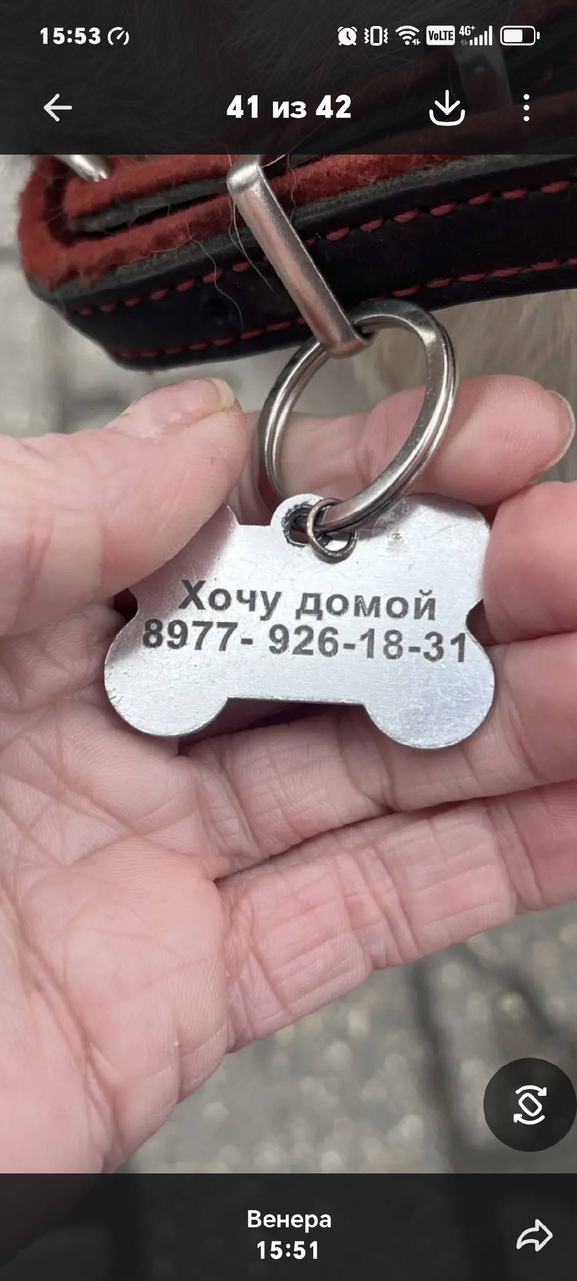 Найденна собака, м. Марьино, г. Москва