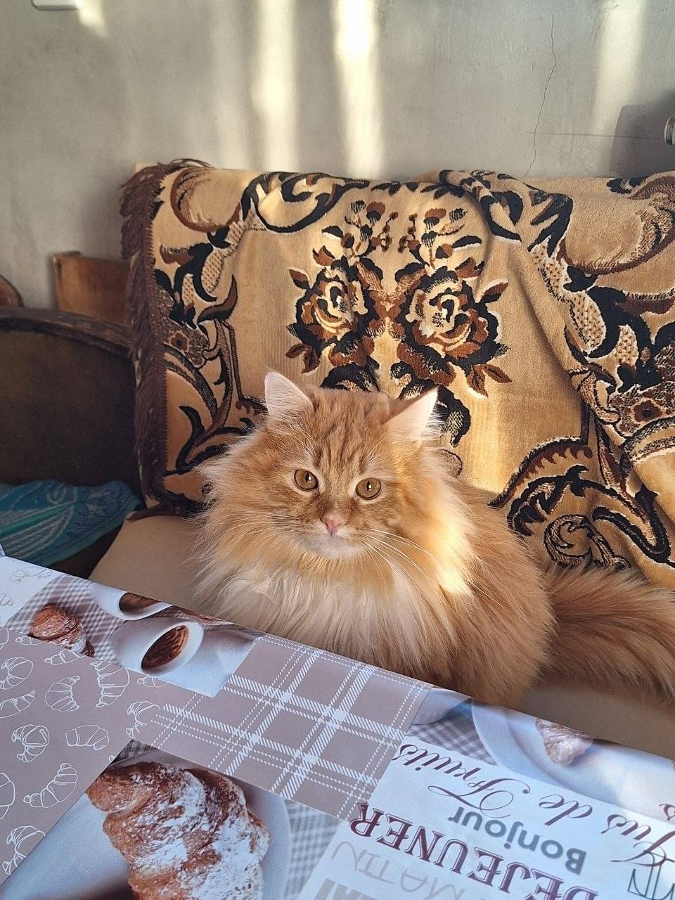 Пропал кот, 
