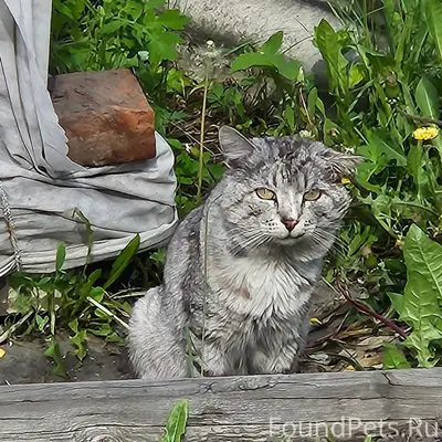 Пропал кот, Иркутск