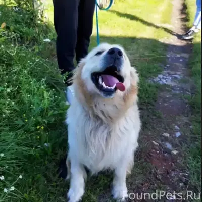Пропала собака