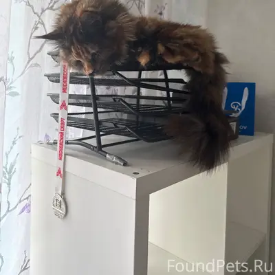 Пропала кошка Молли, Ново-Синьково