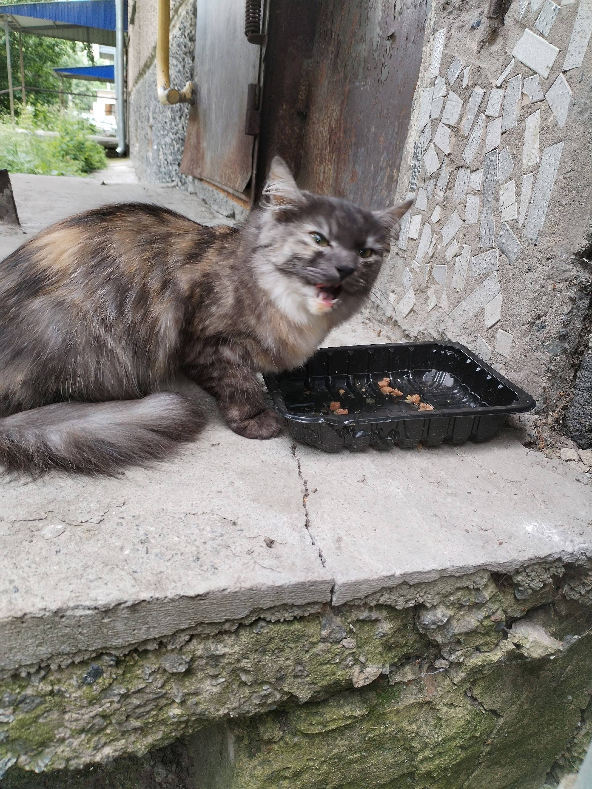 Найдена кошка, Машгородок, Попова 19