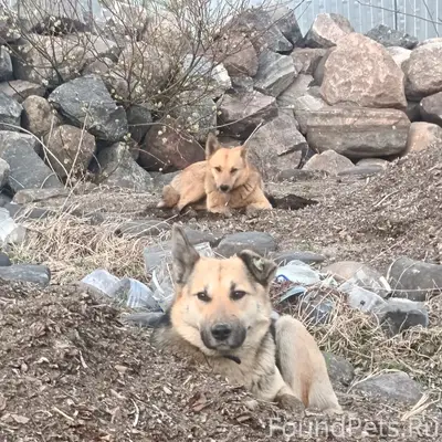 Пропали собаки