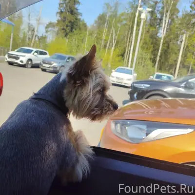 Пропала собака, Во Дворцах