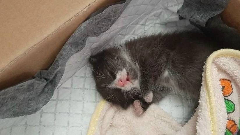 Найден котёнок, Сосновая Поляна