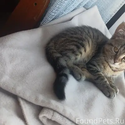 Пропала кошка Алиса, Темрюк