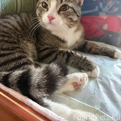 Найден кот, Туполева 3к1