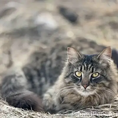 Пропал кот, Лукинская, ул. Луговая