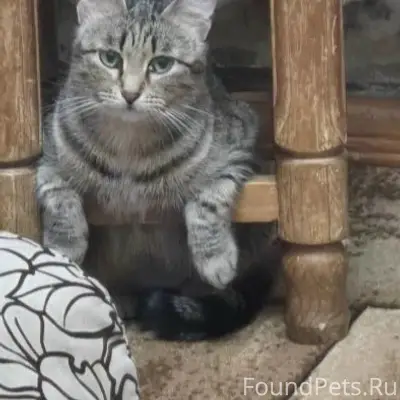 Пропала домашняя кошка