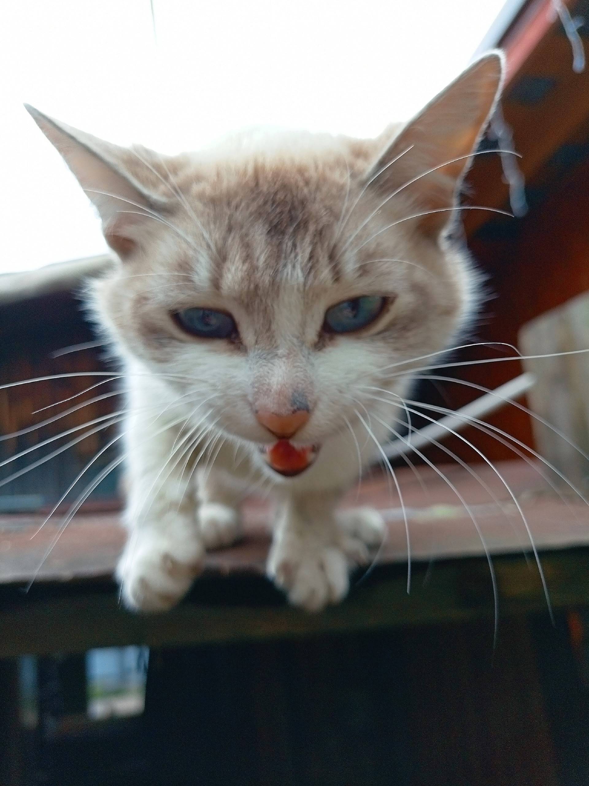 Найдена кошка, Лямино