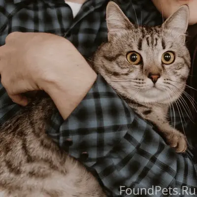 Пропал кот Сёма, Малышково