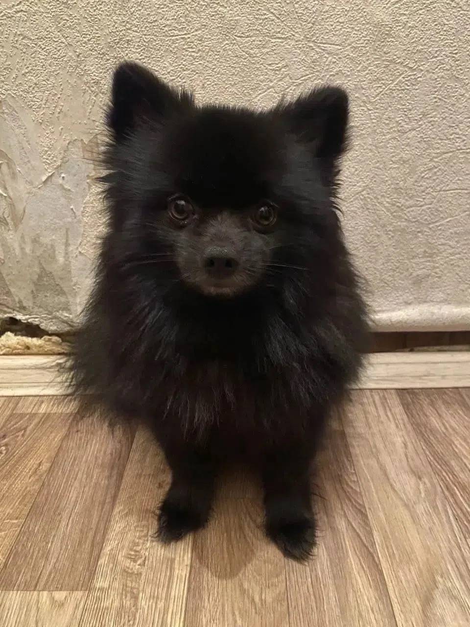 Пропал шпиц Тоша, район бассейна «Металлург»