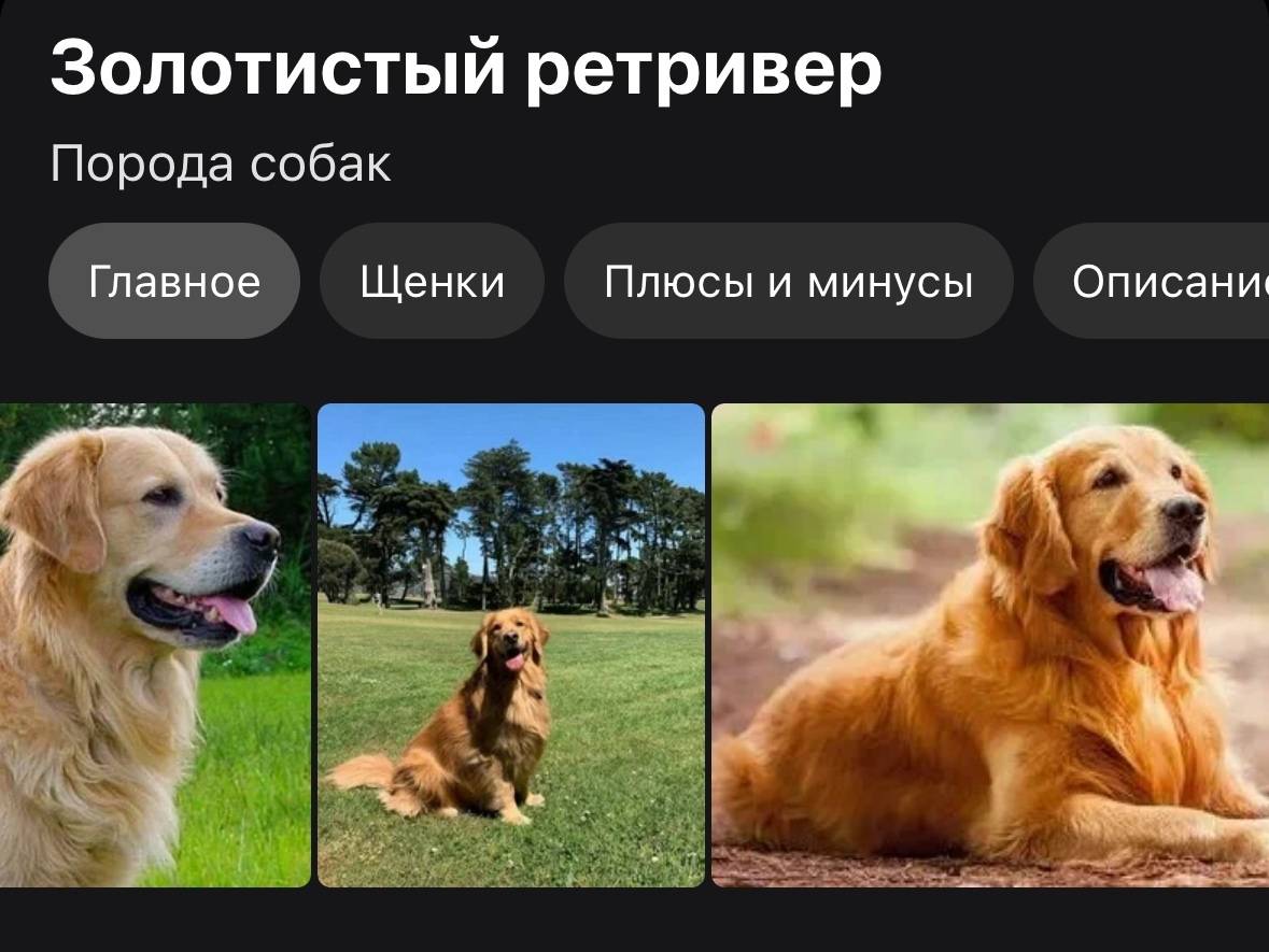 Найден пёс, Симферополь