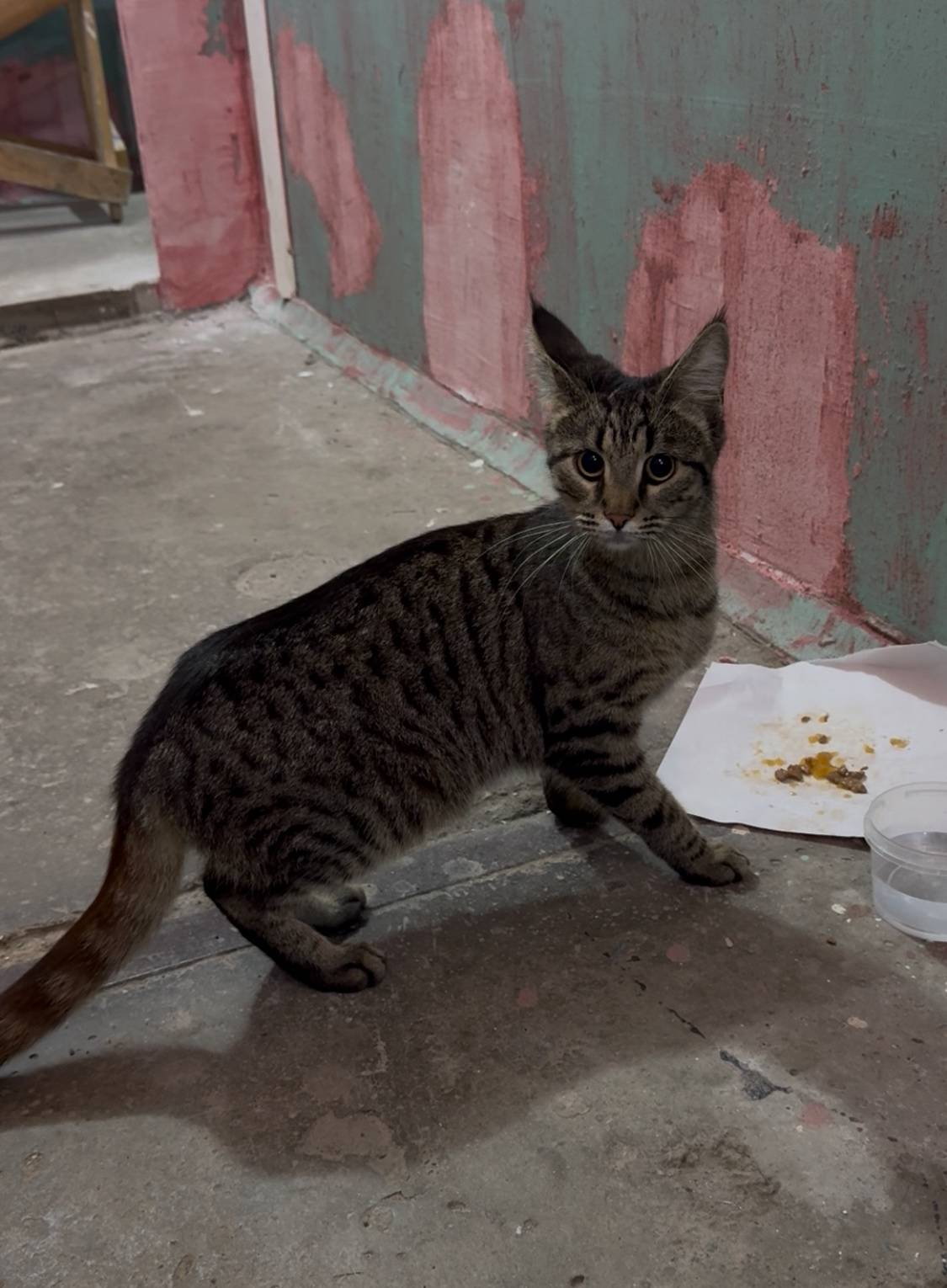 Найден кот, район Сипайлово