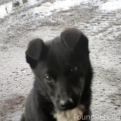 Пропала собака Люся, Бежичи