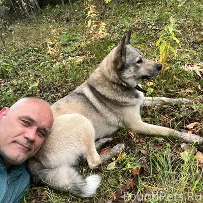 Пропала собака Дымка, Рембуево