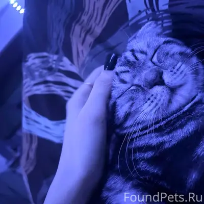 Пропал кот, дом Ирендык 4 п.1