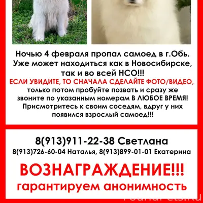 Пропал самоед, г. Обь-Толмачево