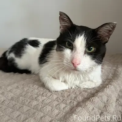 Найдена кошка, юго-западный район