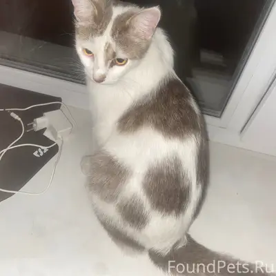 Найдена кошка, Улица Ворошилова
