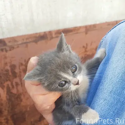 Найдена серо-белая кошечка