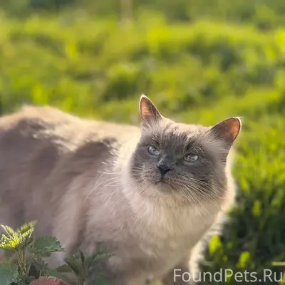 Пропал домашний кот Семён