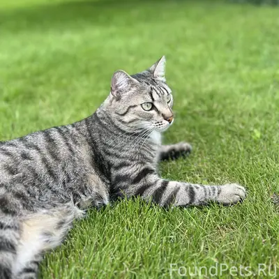 Пропал кот  