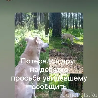 Пропал пёс, Железногорск, район Орбиты