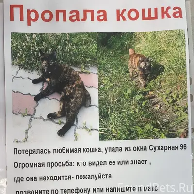 Пропала кошка, ул. Сухарная