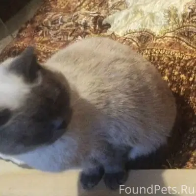 Пропала кошка, улица Максима Горького