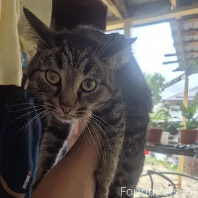 Найдена кошка, район Отрожка