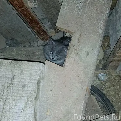 Найдена кошка с двумя котятами, серенькие