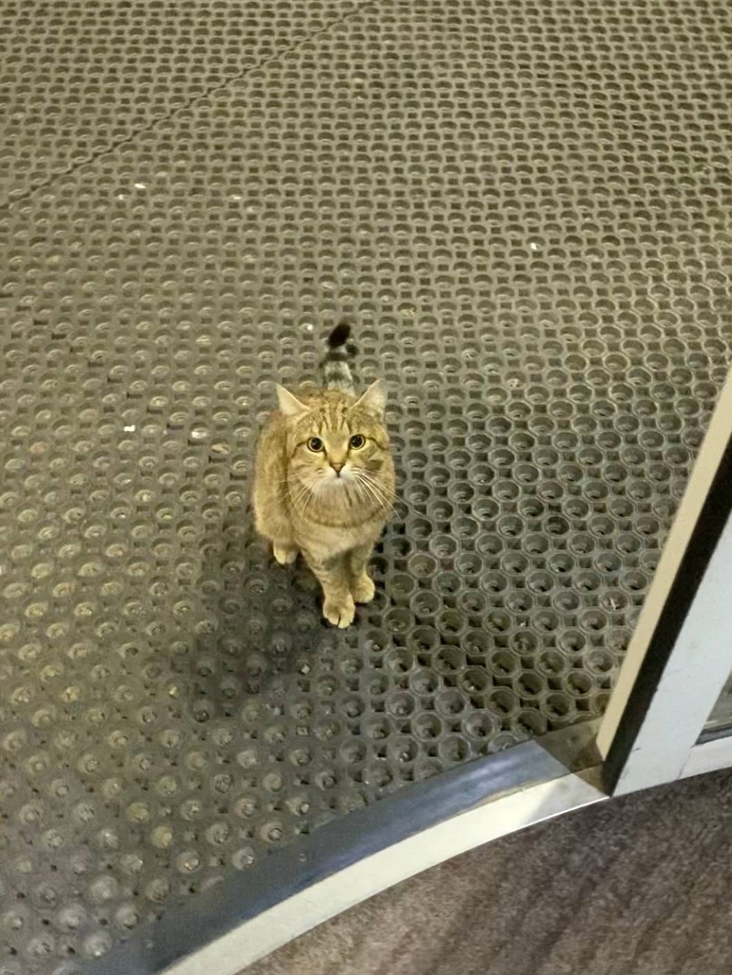 Найден кот, Москва, Измайлово
