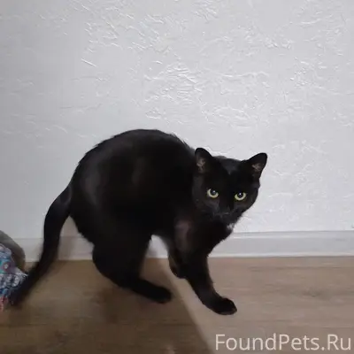 Пропал чёрный кот, район Химмаш