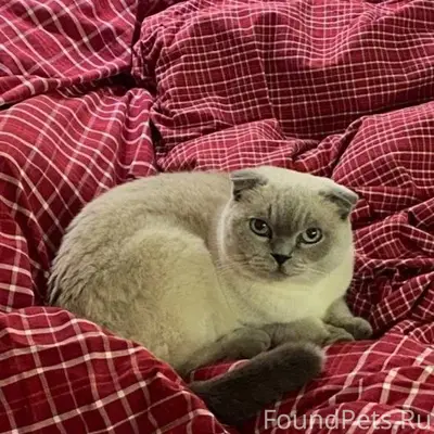 Пропала шотландская вислоухая Мэри, Октябрьская 15