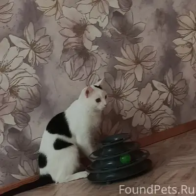 Пропал кот Григорян, мкр Заречье