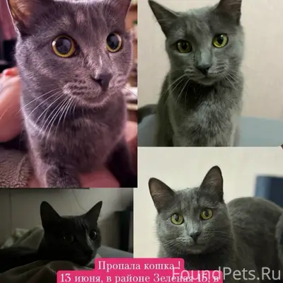 Пропала кошка